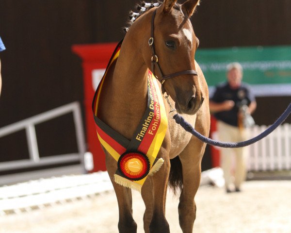 horse Delkers Greyce Kelly (German Riding Pony, 2022, from Golden Grey NRW)
