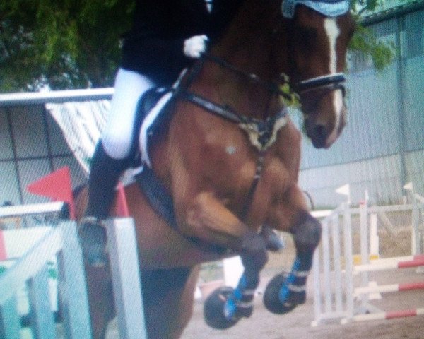 jumper Confuzius GF (German Sport Horse, 2009, from Win the Gold GF)