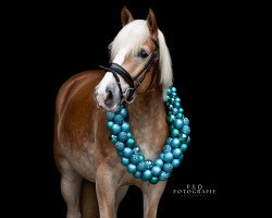 dressage horse Bukito (Haflinger, 2018, from Bahamas Boy)