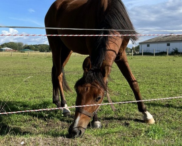 horse Denilo 3 (German Riding Pony, 2021, from Don Diabolo NRW)