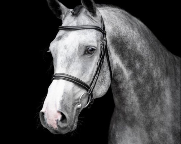 jumper Hickstead Power (Westphalian, 2016, from HICKSTEAD WHITE)