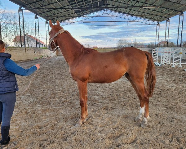 horse Viento Rojo de Remedy Z (Zangersheide riding horse, 2022, from Vigo d'Arsouilles)