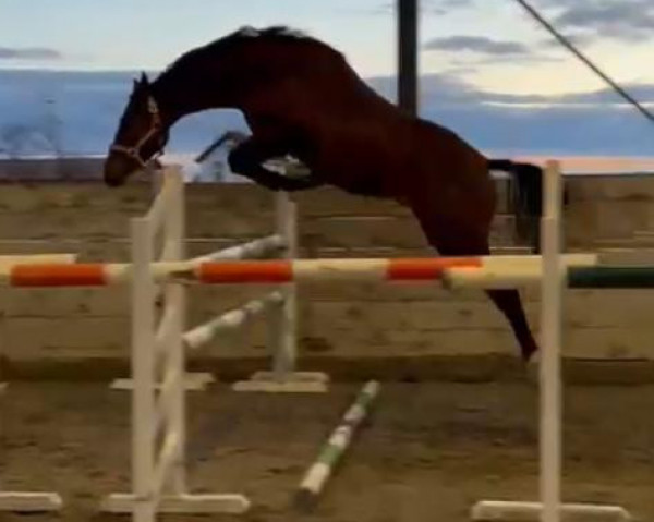 horse Don Zando de Remedy Z (Zangersheide riding horse, 2022, from Diablue PS)