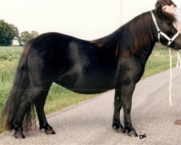 Zuchtstute Melanie van het Stalletje (Shetland Pony,  , von Edwin van het Stalletje)