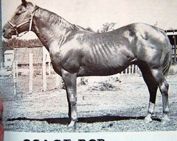 stallion Osage Bob (Quarter Horse, 1944, from Flying Bob) stallion Osage Bob (Quarter Horse, 1944, from Flying Bob)