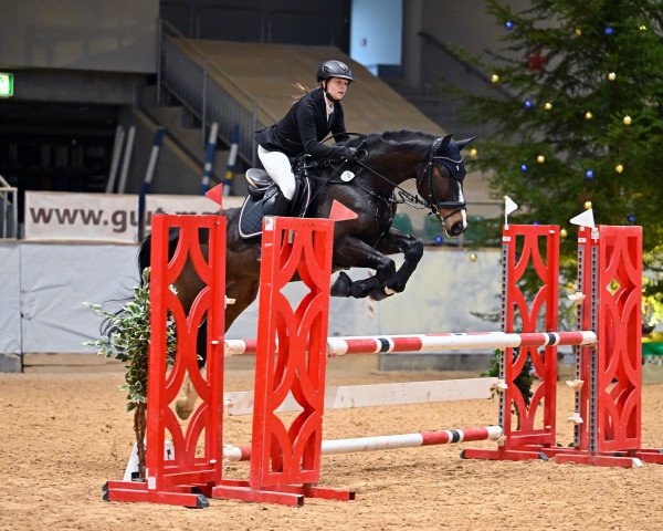 Springpferd Ready for Fortune (Polnisches Warmblut, 2016, von Alino)