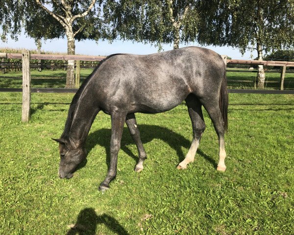 horse Cornetina WH (Holsteiner, 2022, from Cornet Obolensky)