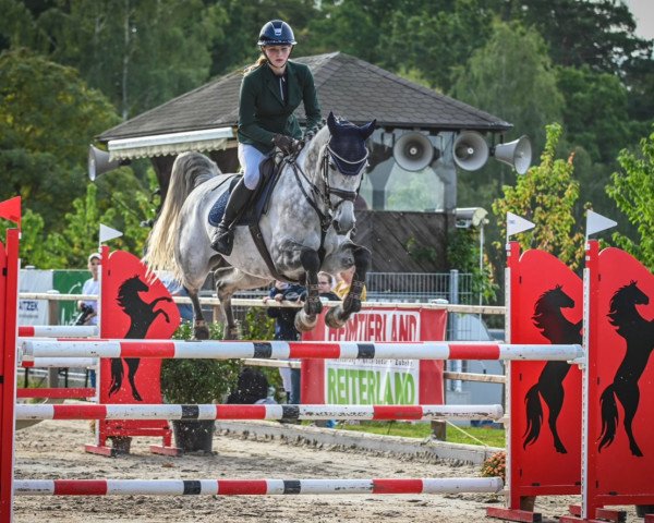 jumper Just Blue (KWPN (Royal Dutch Sporthorse), 2014, from Quasimodo vd Molendreef)