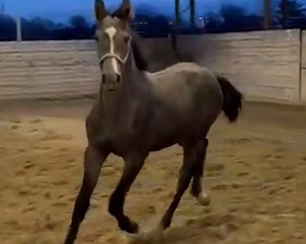 Pferd Cecil the Lion Remedy Z (Zangersheide Reitpferd, 2023, von Berlin)