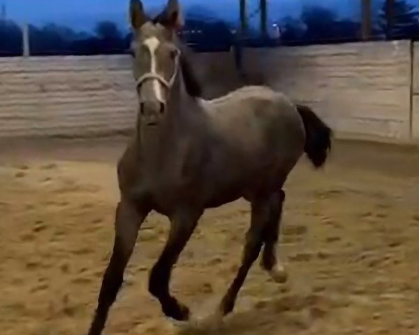 Pferd Cecil the Lion Remedy Z (Zangersheide Reitpferd, 2023, von Berlin)