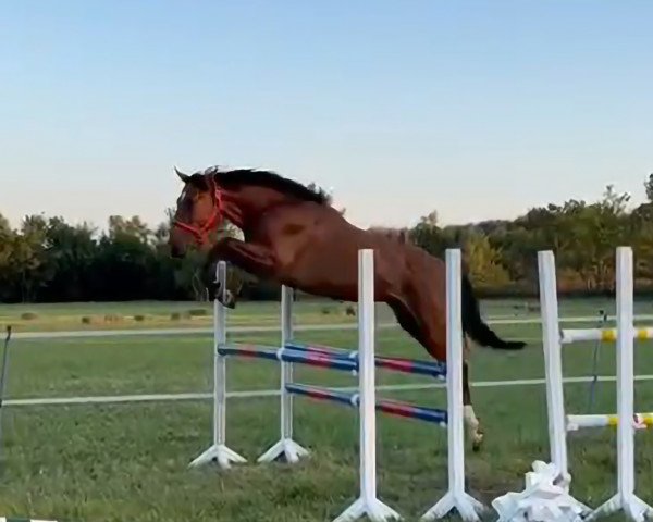 horse Brexit de Remedy Z (Zangersheide riding horse, 2021, from Big Star)