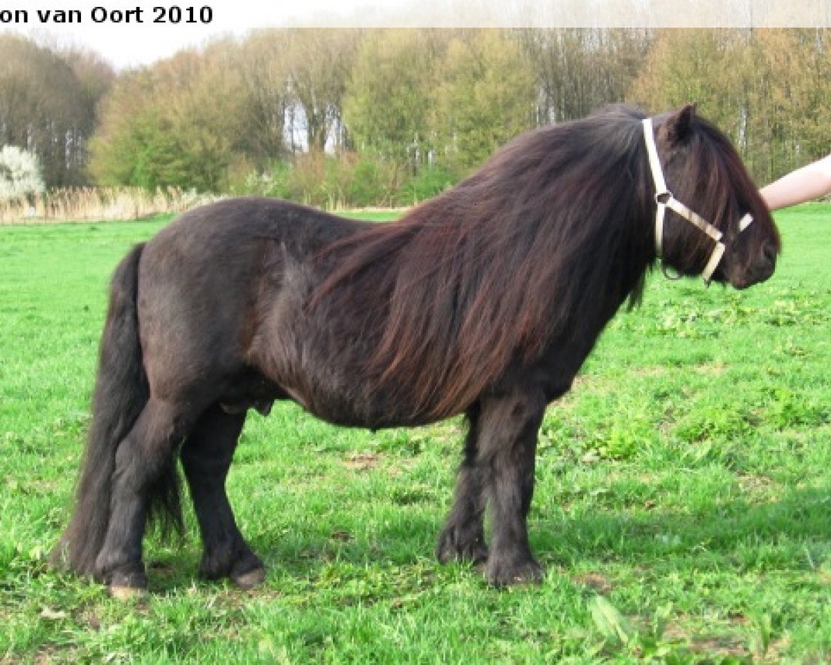 stallion Helmut van de Brouwerij (Shetland Pony, 1993, from Balade van de Römer)