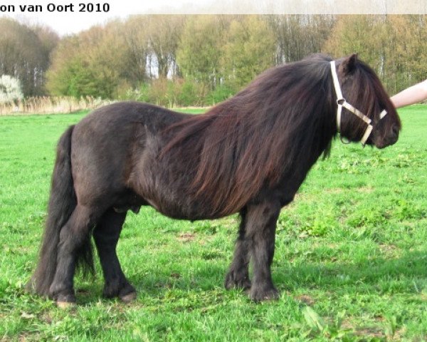 stallion Helmut van de Brouwerij (Shetland Pony, 1993, from Balade van de Römer)