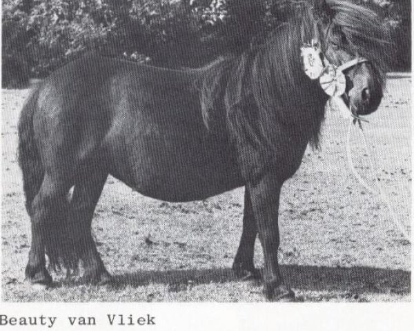 Zuchtstute Beauty van Vliek (Shetland Pony, , von Stelmor of Transy) Zuchtstute Beauty van Vliek (Shetland Pony, , von Stelmor of Transy)