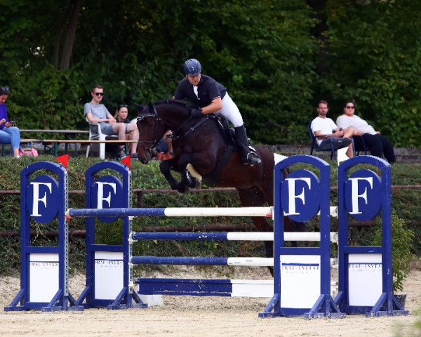 jumper Clever 25 (Zangersheide riding horse, 2012, from Crown Z)
