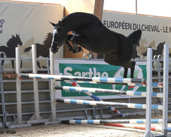 broodmare Eywa de Rima (Selle Français, 2014, from Conrad de Hus)