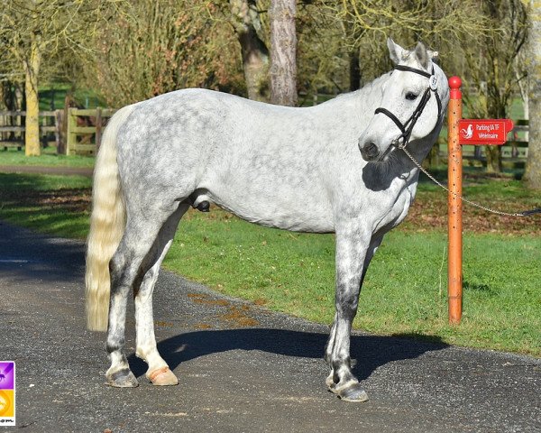 Deckhengst Chivas de Fougnard (Französisches Pony, 2012, von Don Juan V) Deckhengst Chivas de Fougnard (Französisches Pony, 2012, von Don Juan V)