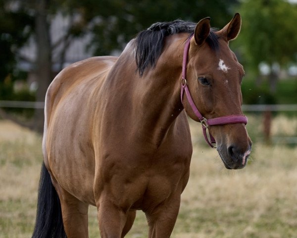Springpferd Cookie 75 (Deutsches Sportpferd, 2012, von Colestus)