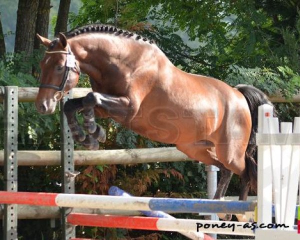 Pferd Boris de Fougnard (Französisches Pony, 2011, von Kantje's Ronaldo)