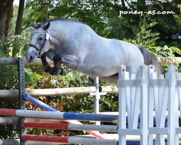 jumper Bayard de Fougnard (French Pony, 2011, from Dexter Leam Pondi)