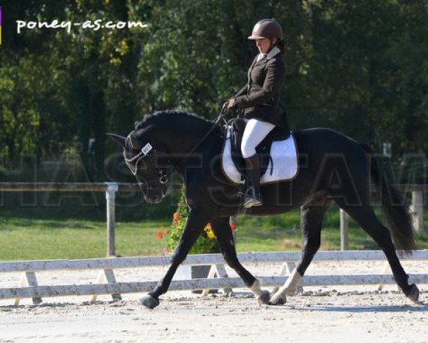 horse Balzac de Fougnard (French Pony, 2011, from Rambo)