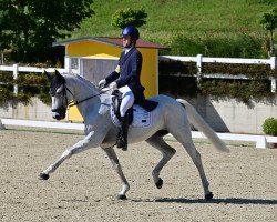 dressage horse Quarks to Quasar (Oldenburg, 2011, from Quincento)