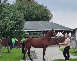 Springpferd Myway H (Holsteiner, 2021, von Mylord Carthago)