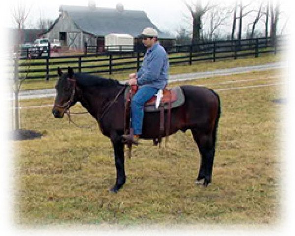 stallion Continental Jester (Quarter Horse, 1981, from Continental King)