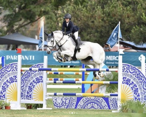 jumper Siegfried 68 (Oldenburg, 2011, from Stakkato Gold)