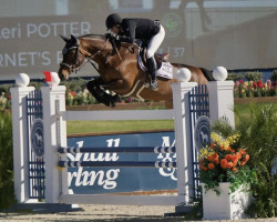 jumper Cornet's Prinzessin (Hanoverian, 2015, from Cornet's Prinz)