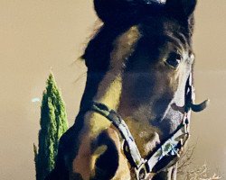 jumper Chapeau's Fly High (German Sport Horse, 2018, from Chapeau Ciaco)