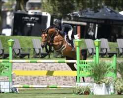 jumper Condubai du Rouet Ps (Oldenburg show jumper, 2016, from Veyron)
