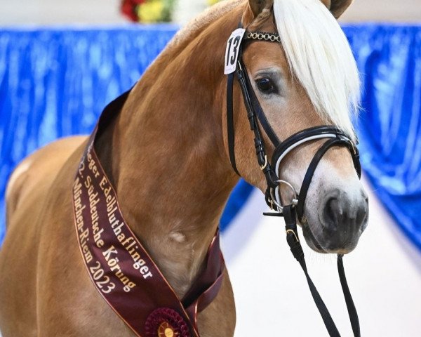 stallion Simba L (10.7 % ox) (Edelbluthaflinger, 2021, from Sonnenkönig-Gold)