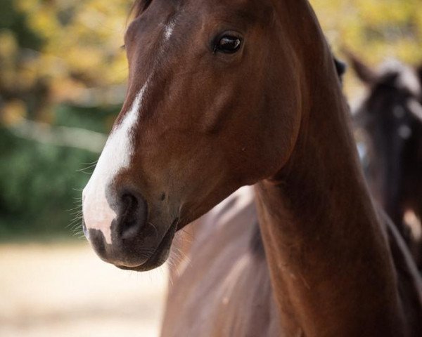 horse Eskadero L (Rhinelander, 2019, from Escamillo)