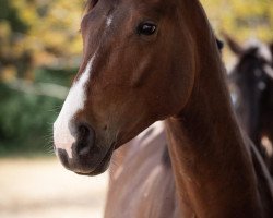 horse Eskadero L (Rhinelander, 2019, from Escamillo)