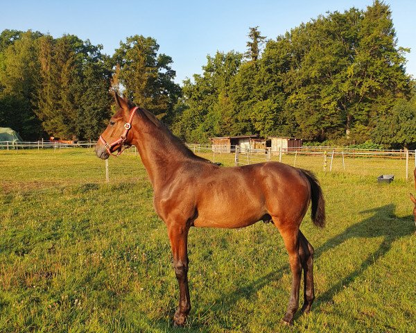 Pferd Damacello (Hannoveraner, 2022, von Despacito 16)
