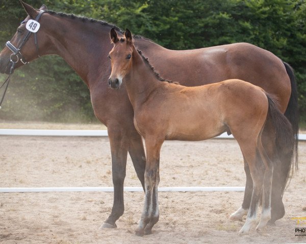 Pferd Charlie`s White Star (Hannoveraner, 2021, von Clinton's Heart)