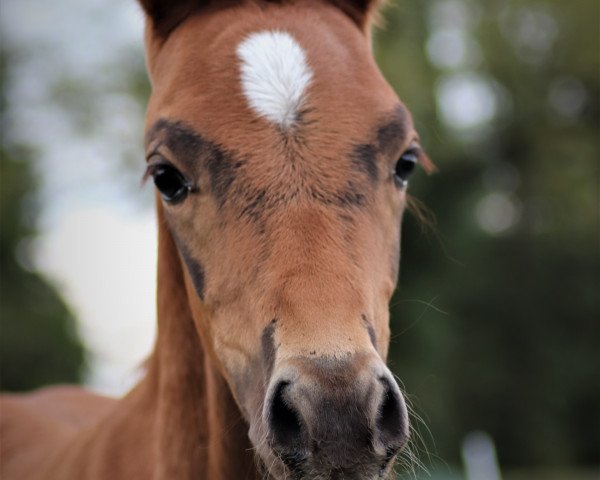broodmare Bella Royale (German Riding Pony, 2023, from DSP Cosmo Royale)