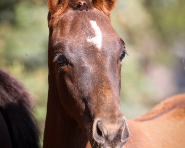 stallion Courtino Royale (German Riding Pony, 2022, from DSP Cosmo Royale)