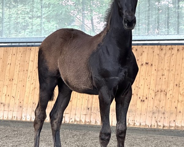 broodmare Maxima Sun HL (Oldenburg, 2023, from Morricone)
