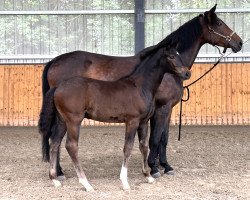 Pferd Fidel HL (Oldenburger, 2023, von Fidelity)