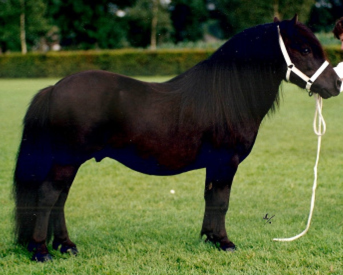 Deckhengst Boss van de Brouwerij (Shetland Pony, 1987, von Surprise van Dorpzicht)