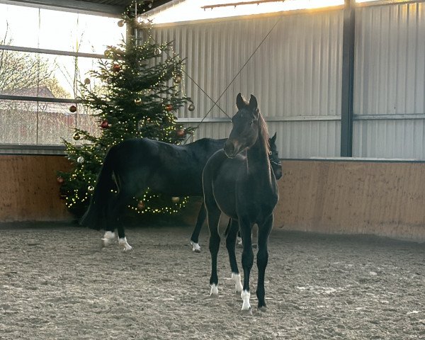 horse Dacapo HL (Oldenburg, 2023, from D'Egalite)