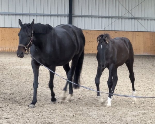 horse Cadeau de Rose HL (Oldenburg, 2023, from Cadeau Noir)