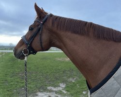 dressage horse Déline (Hanoverian, 2013, from Destano)