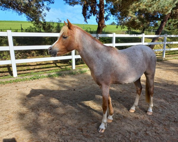 Zuchtstute Noenevers Marie Li (Welsh Pony (Sek.B), 2021, von Stougjeshoeve Escudo)
