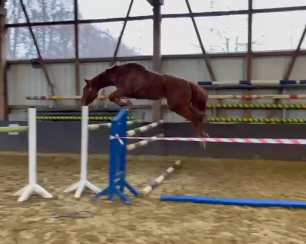 horse Cristelle 2 (Hanoverian, 2021, from Cicero Z van Paemel)