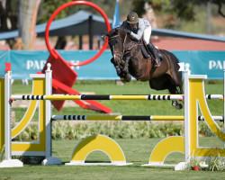 Springpferd Tashmir Z (Zangersheide Reitpferd, 2012, von Toulon)