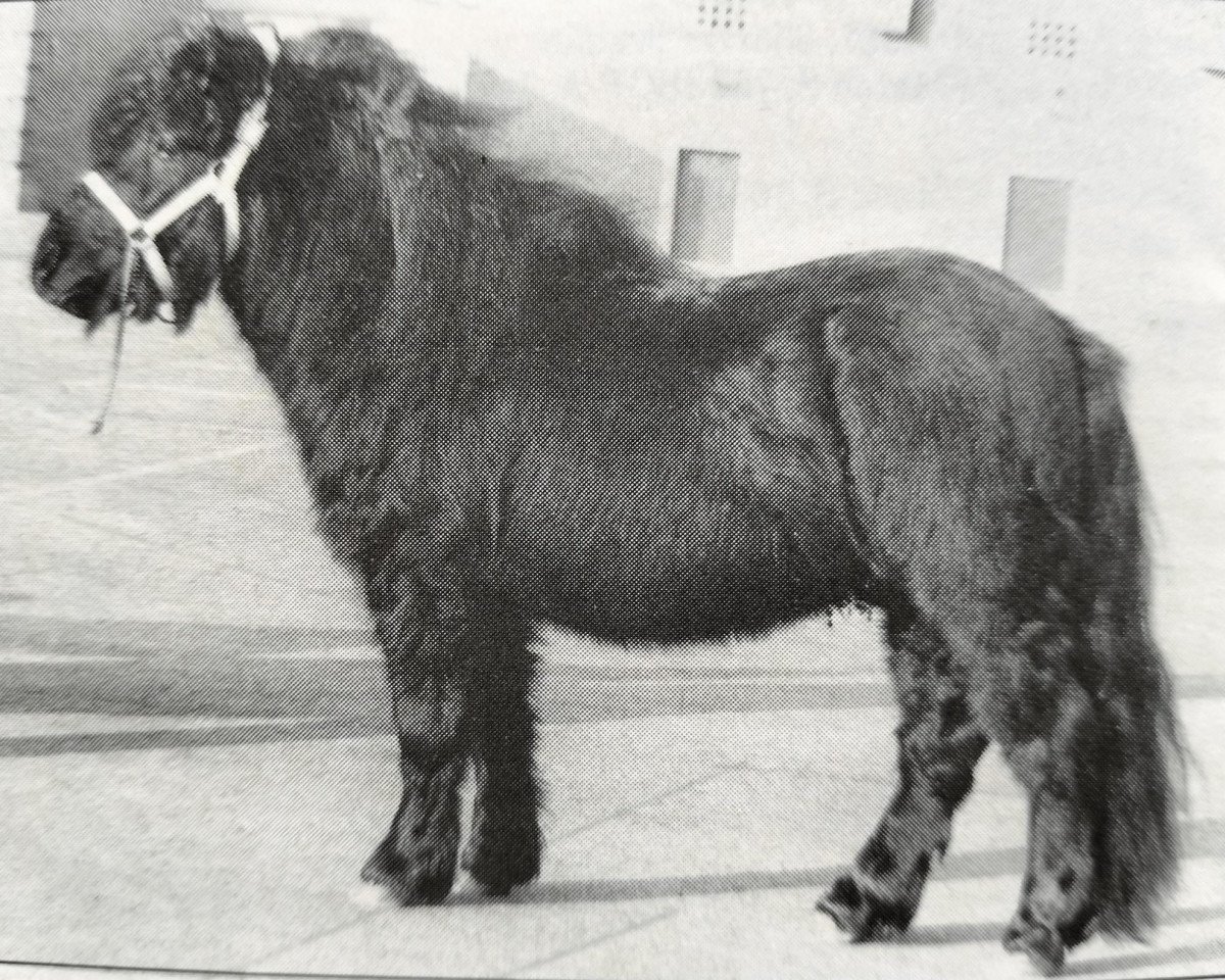 stallion Balade van de Römer (Shetland Pony, 1987, from Sinjeur van de Amstelhof)