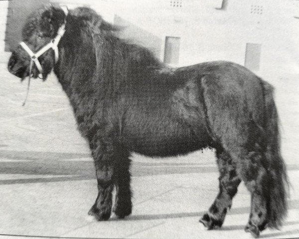 stallion Balade van de Römer (Shetland Pony, 1987, from Sinjeur van de Amstelhof)